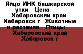 Яйцо ИНК башкирской утки › Цена ­ 60 - Хабаровский край, Хабаровск г. Животные и растения » Птицы   . Хабаровский край,Хабаровск г.